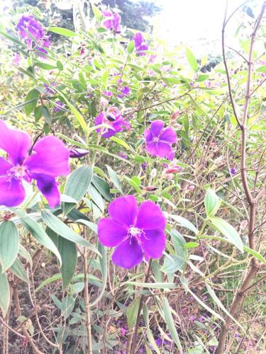 基多的住宿－MINAS BAJO，花园里的紫色花