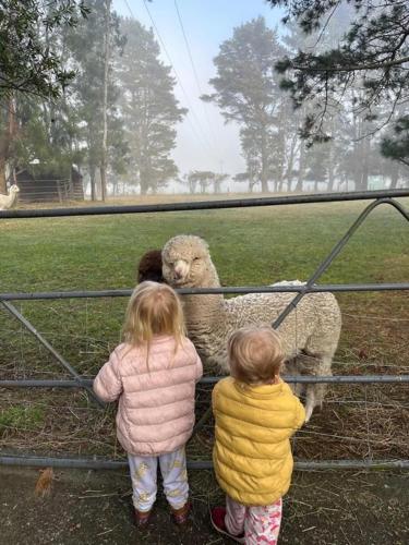 two children looking at two sheep behind a fence at Relaxing at acreage farmhouse in Burrawang