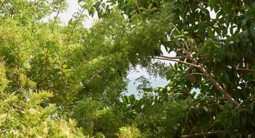 a group of trees with green leaves at Sunny Beach Oasis, By TimeCooler in Oeiras