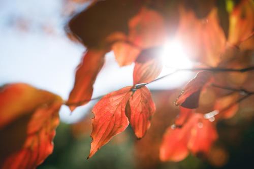 a group of red leaves on a tree branch at Rurikoh in Kaga