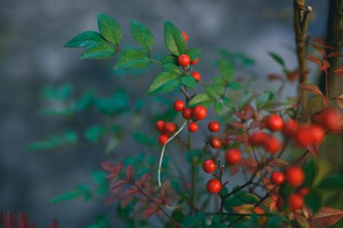 a close up of a plant with red berries on it at Rurikoh in Kaga