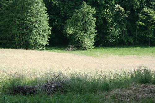 a field of grass with trees in the background at Apartman Arena in Štrigova