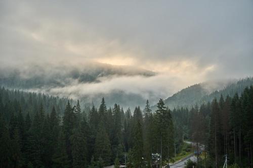 a forest filled with lots of trees and clouds at Готель У Борисовича & SPA in Palyanytsya