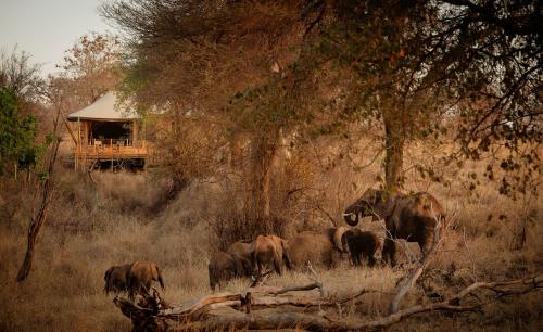 a herd of elephants standing in a field at Olkeri Camp in Olmotoni