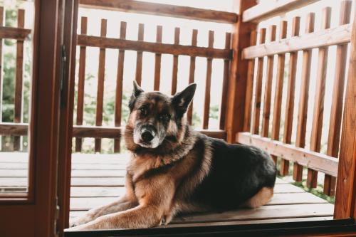a dog sitting on a porch looking at the camera at Kultur Weingut Kästenburg in Ratsch an der Weinstraße