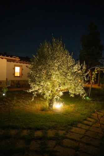 a tree decorated with lights in a yard at night at Agriturismo Anfora della Vita in Massa Marittima