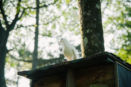 a white bird sitting on top of a bird house at Melia Ba Vi Mountain Retreat in Hanoi