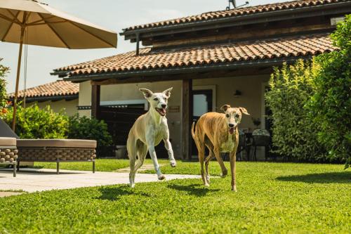 two dogs running in the grass in front of a house at Privilegium Lazise in Lazise