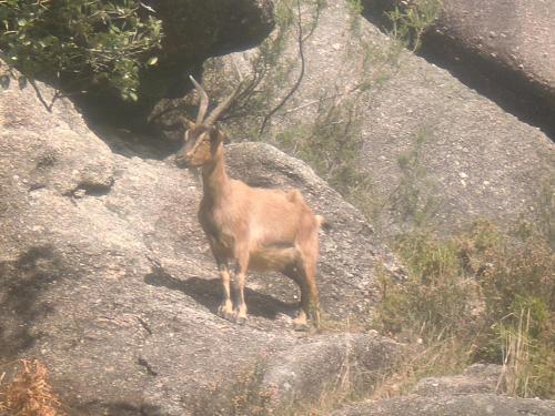 a goat standing on top of some rocks at Casa Feijao - Alojamento Local in Geres