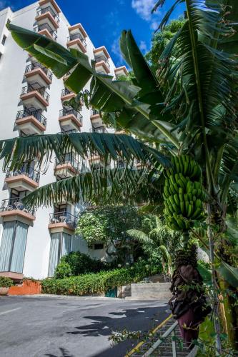 a banana tree in front of a building at Dorisol Mimosa Studio Hotel in Funchal