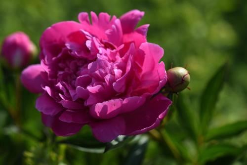 a pink flower with a beetle on top of it at Ferienhaus Toff in Schiefling am See