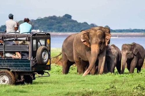 um grupo de pessoas em um jipe observando elefantes em Harini Villa em Sigiriya