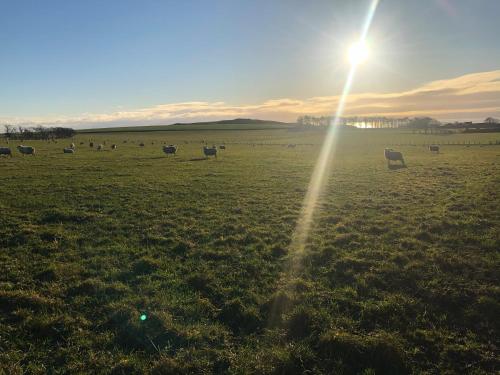 a herd of sheep grazing in a grassy field at Knightsward Farm in Anstruther