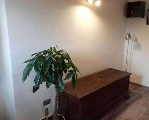 une plante assise sur une table en bois dans l'établissement b&b La Divina Pietra, 