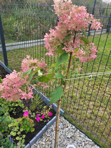 a fence with pink flowers in a garden at Apartament Nina in Jelenia Góra