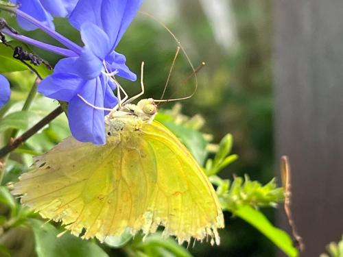 a yellow butterfly sitting on a blue flower at Villa Famiri Boutique hotel in Paramaribo
