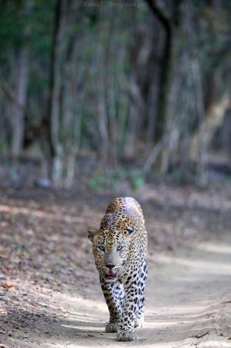 a leopard walking down a dirt road at Life of Leisure Wilpattu in Pahala Maragahawewa