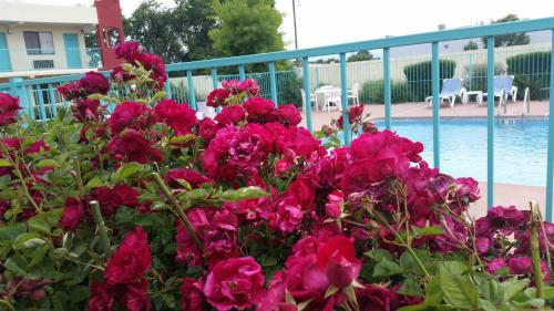 a bunch of pink flowers next to a swimming pool at Days Inn by Wyndham Santa Fe New Mexico in Santa Fe