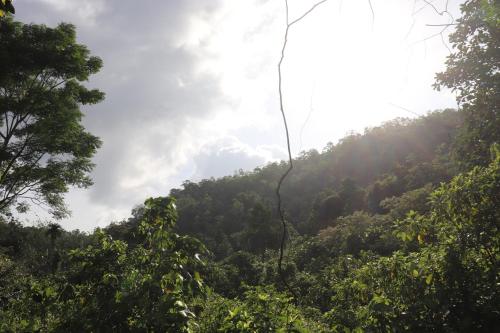a view of a forested hill with trees at Yellow Tree Thudugala in Kalutara