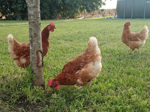 three chickens standing around a tree in the grass at Sobreirinha in Coruche