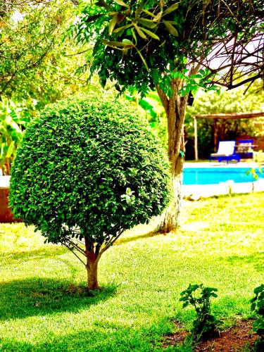a small tree in the grass next to a pool at Le Domaine de Carole Marrakech in Akkara
