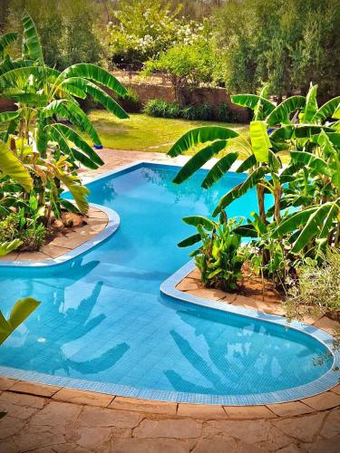 a swimming pool with blue water and plants in a yard at Le Domaine de Carole Marrakech in Akkara