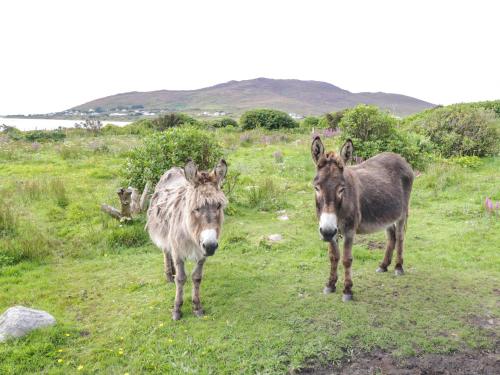 two donkeys are standing in a grassy field at Sound Cottage in Sraheens