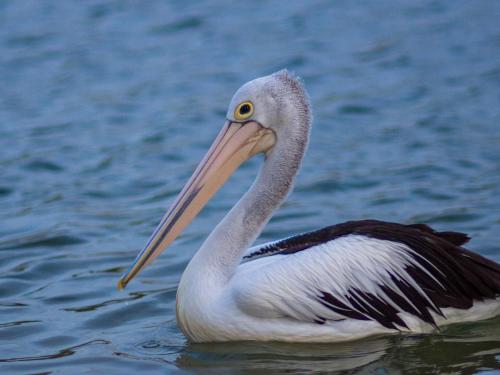 a pelican swimming in the water with its long beak at Bay of Palms in Gold Coast
