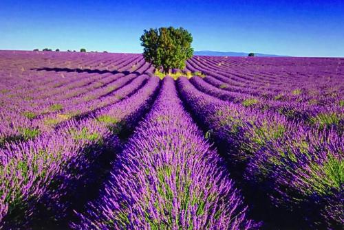 PierrevertにあるGîte Nuits Imagiquesの紫花畑