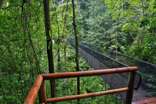 a suspension bridge in the middle of a forest at El Remanso Rainforest Lodge in Puerto Jiménez