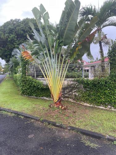 a palm tree on the side of a street at BluePalm case in Petit-Bourg