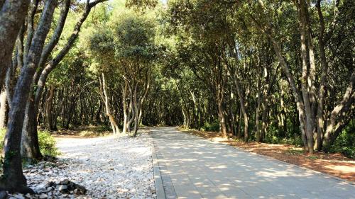 a path through a forest with trees on either side at Apartmani Lisicak in Vodnjan