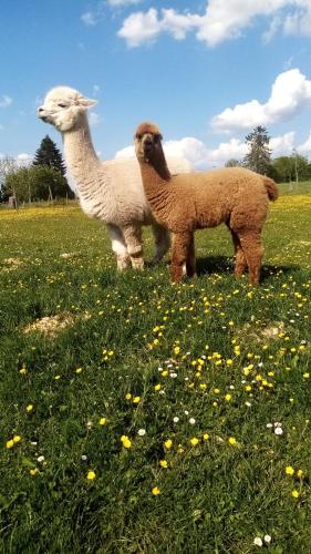 Imagem da galeria de Herzfennerhof 2 em Auw