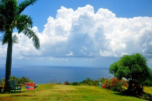 una palmera y sillas en una colina con el océano en Germaican Hostel, en Port Antonio