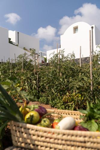 a basket of fruits and vegetables in a field at Santo Pure Oia Suites & Villas in Oia