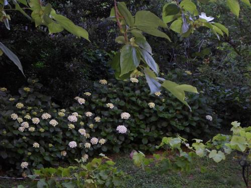 a bush with pink flowers in a garden at Filoxenia in Tsagarada