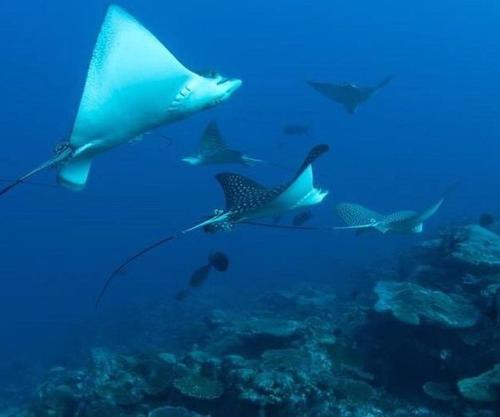 eine Gruppe Haie, die im Ozean schwimmen in der Unterkunft Miyaheli Inn in Hithadhoo