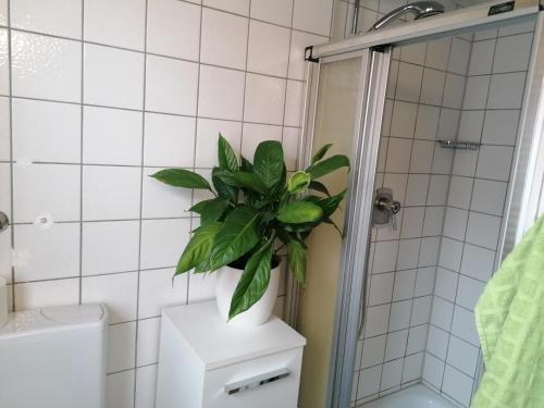 een plant bovenop een toilet in een badkamer bij Großes Gästezimmer mit Kühlschrank in Marbach am Neckar