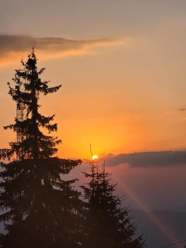 a sunset with a tree in the foreground at Fely Room in Petroşani