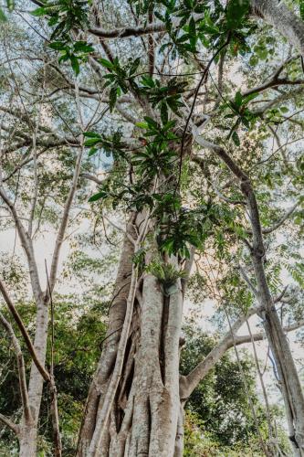a tall tree with its roots at Waterfall Lodge in Carool
