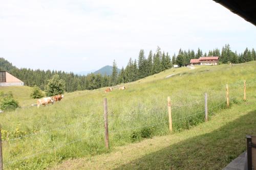 a group of cows in a field behind a fence at Winklmoos Sonnenalm in Reit im Winkl