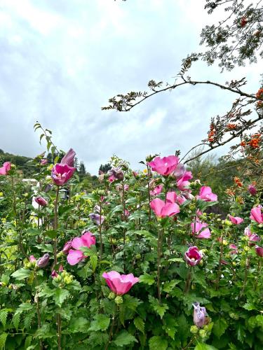 a field of pink flowers with a sky in the background at Posada San Pelayo in Camaleño