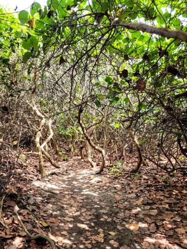 a dirt trail through a forest with trees at Tayrona Angel Lodge in El Zaino