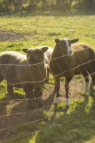 three sheep standing behind a wire fence in a field at White Swan Inn in Belford