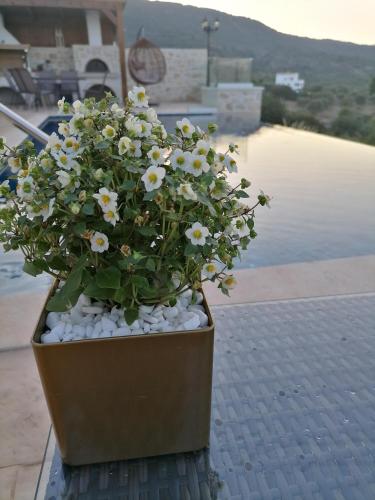 a potted plant sitting on top of a table at VILLA HALEPOURI in Chania Town