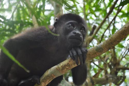 a baby gorilla sitting on a tree branch at Casa Lucas in Cahuita