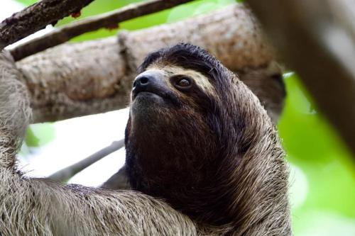 a sloth hanging from a tree at Casa Lucas in Cahuita