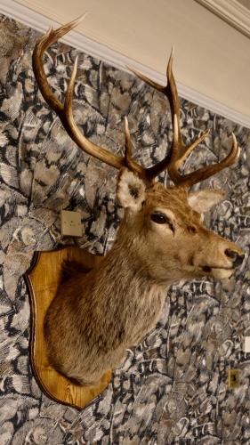 ホテルの敷地内または近くにいる動物