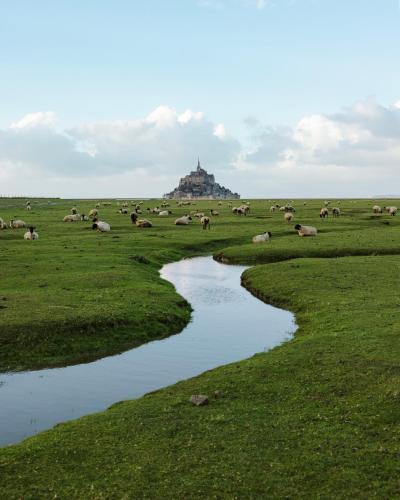 a herd of animals grazing in a field next to a stream at Gîte Cadet rousselle in Lessay