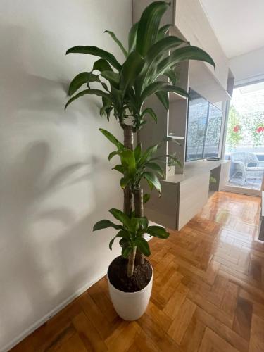 une plante de palmier dans un pot blanc dans une pièce dans l'établissement Departamento en peatonal Mendoza, à Mendoza
